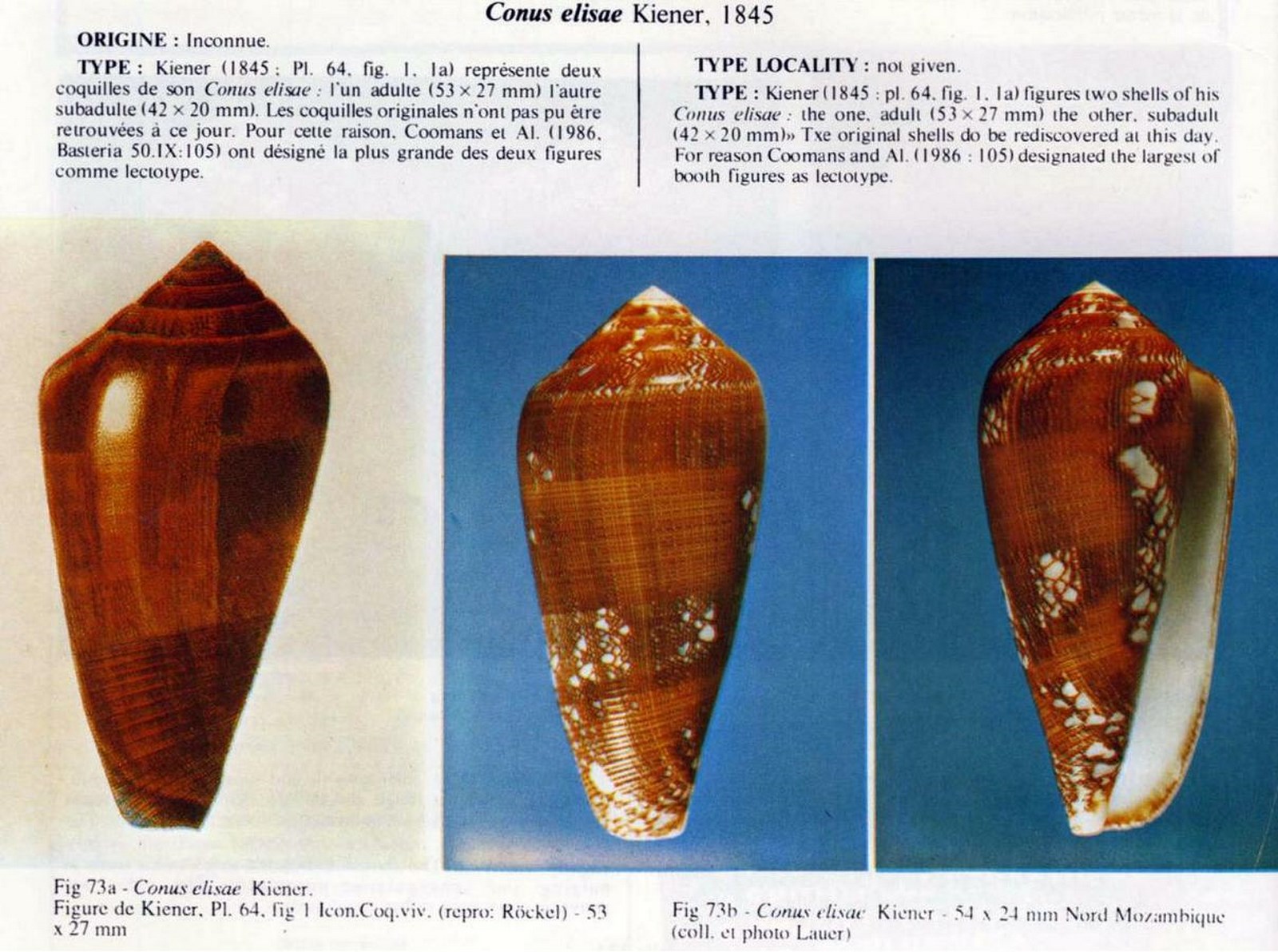 Conus pennaceus elisae, Kiener 1845 